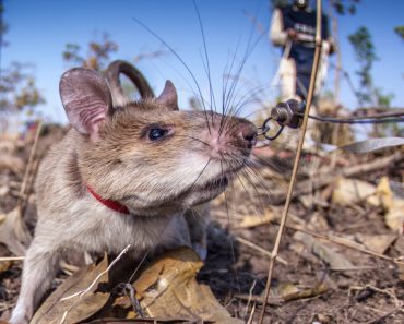 Special Task Rats Are Saving Lives Across Africa By Sniffing Out Landmines