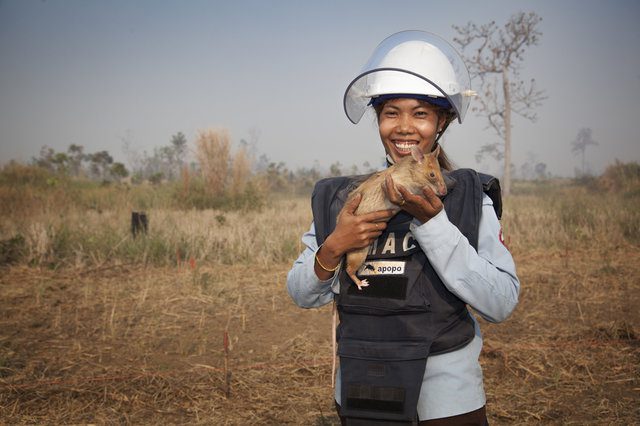 rats sniff out landmines