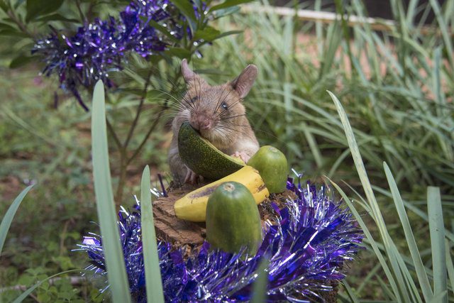rats sniff out landmines