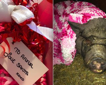 Rescued Pig Is Totally Attached To Her New Blanket
