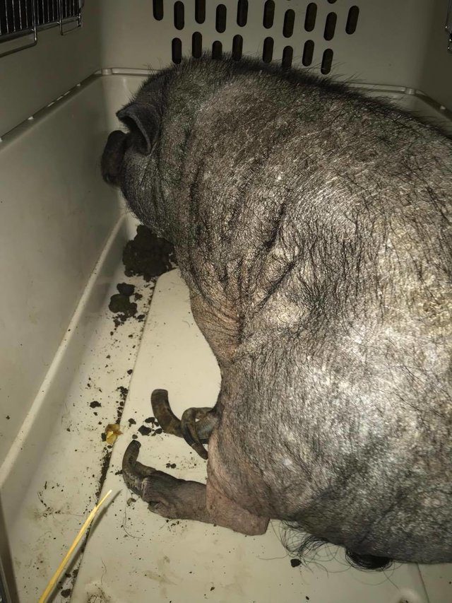 rescued pig gets own blanket