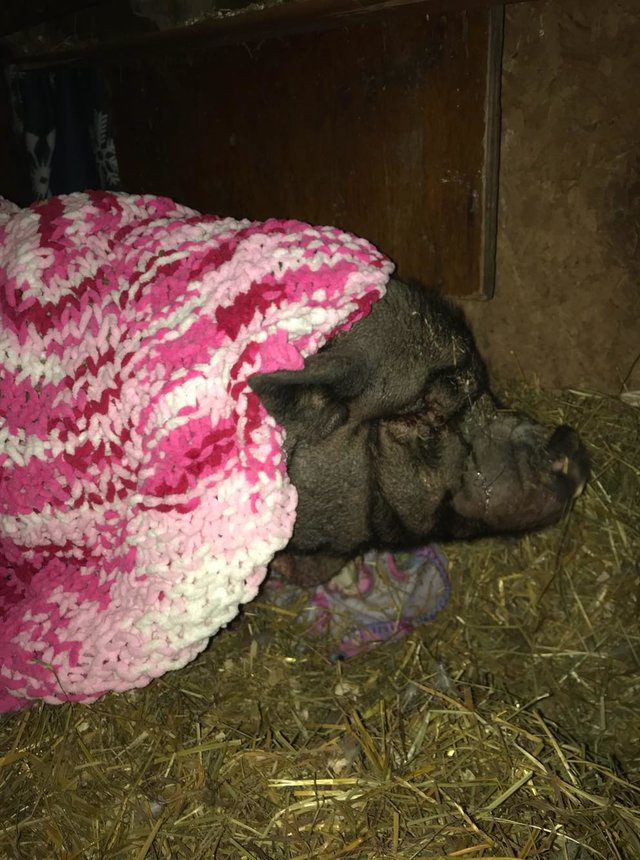 rescued pig gets own blanket