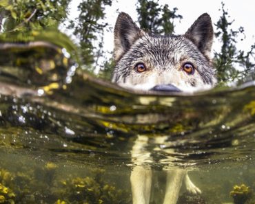 Sea Wolves Found Living Off Coast Of British Columbia, Swim Several Miles A Day