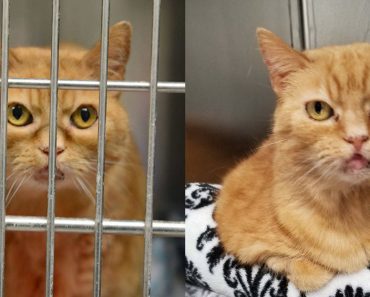Senior Cat Has Not Been Adopted Because Of The Way She Looks