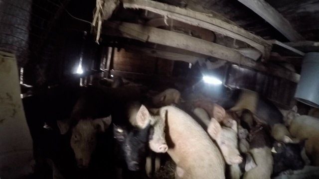 sick pigs rescue