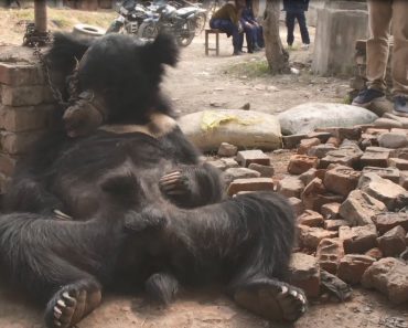 Sloth Bears Who Were Forced To Dance For Tourists For Years  Are Set Free In Reserve