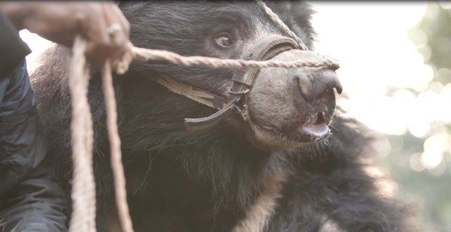 sloth bears freed from dancing