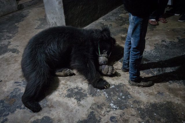 sloth bears freed from dancing