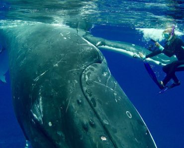 Humpback Whale Saves A Diver From Giant Shark Attack
