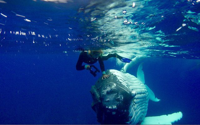 whale protects diver