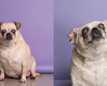 Senior Pug Is Deaf, Blind And Overweight And Looking For A Forever Home