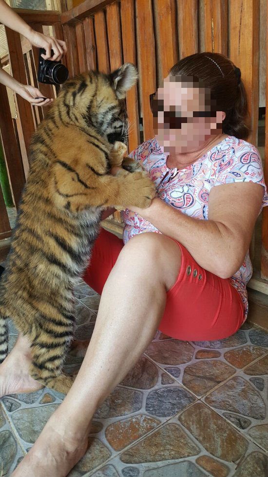Thailand zoo animal abuse 