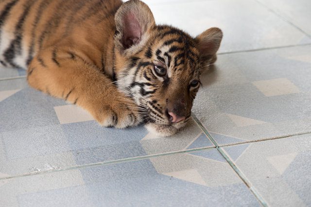 Thailand zoo animal abuse 