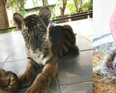 What Really Happens To Baby Tiger Cubs In A Popular Tourist Spot