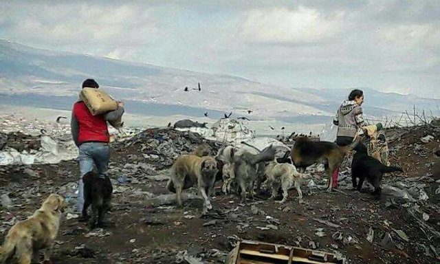 Turkey rescue dogs