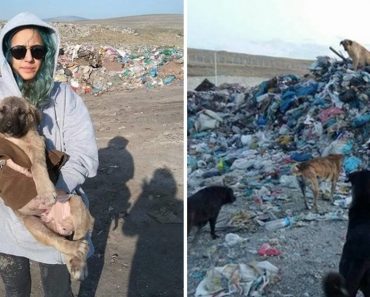 Rescuers Try To Save Over 800 Dogs Living Without Food Or Shelter In A Turkey Landfill