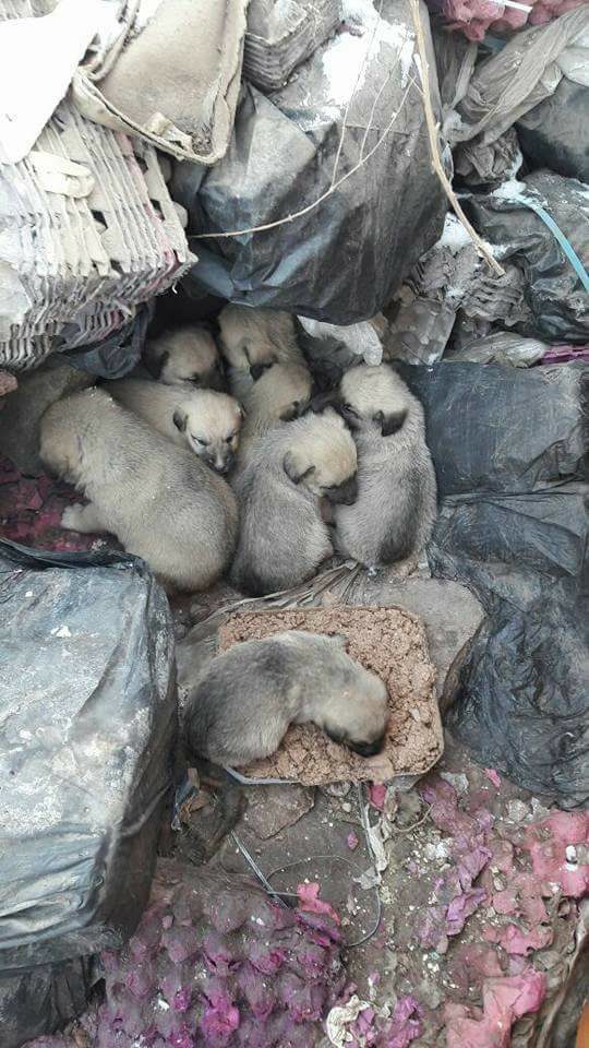 Turkey rescue dogs