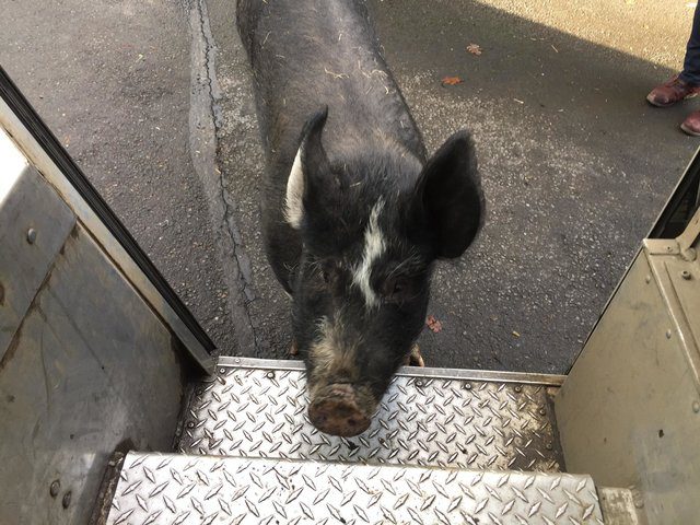 UPS driver brings pig food 