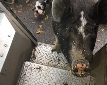 Family Pet Pig Visits Her Favorite UPS Driver Every Day