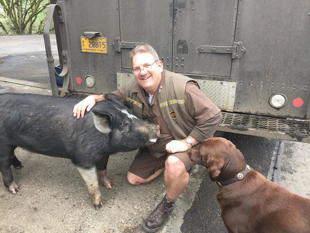 UPS driver brings pig food 