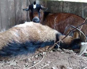 Goat Stands Guard Over His Best Friend Who Passed Away
