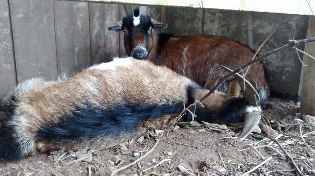 abandoned goat refuses to leave dead friend