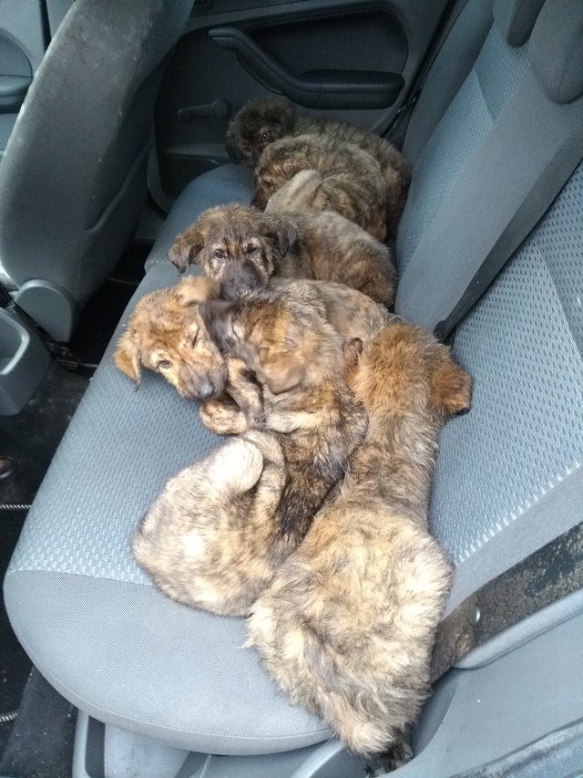 abandoned puppies found parking garage