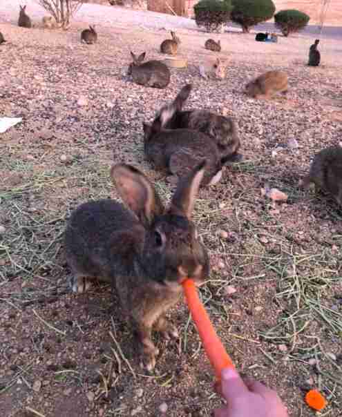 abandoned rabbits rescue