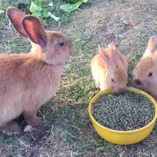abandoned rabbits rescue