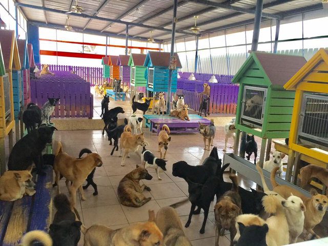 animal shelter cares thousands stray dogs