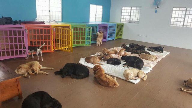 animal shelter cares thousands stray dogs