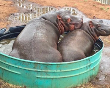 Rescued Baby Hippos Fall In Love And Are Inseparable