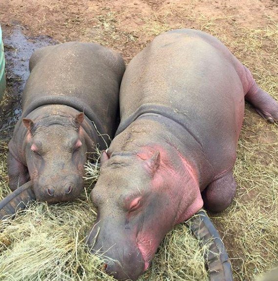 baby hippos meet and fall in love