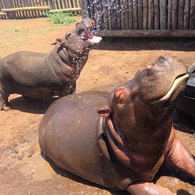 baby hippos meet and fall in love