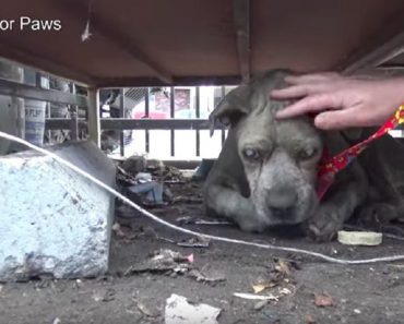Blind Pit Bull Rescued From Life In A Junkyard