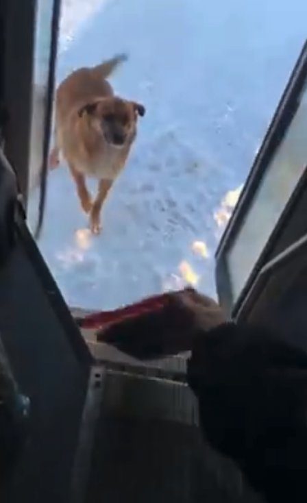 bus driver feeds stray dog
