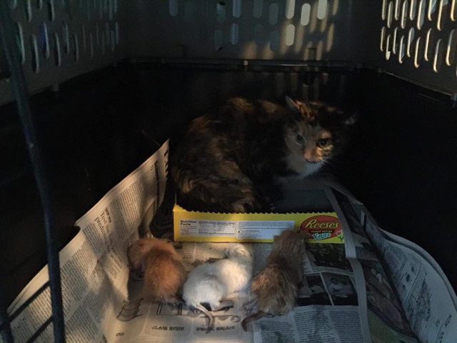 cat and kittens rescue