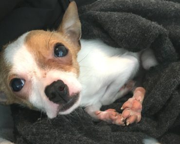Vet Refuses To Euthanize Tiny Puppy Brought In By Pet Store Owner