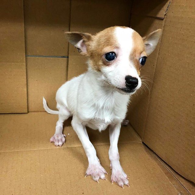 chihuahua rescued from pet shop