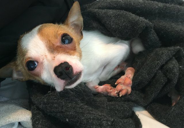 chihuahua rescued from pet shop