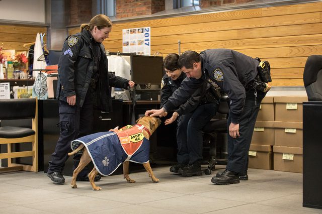 cop saves dog's life 