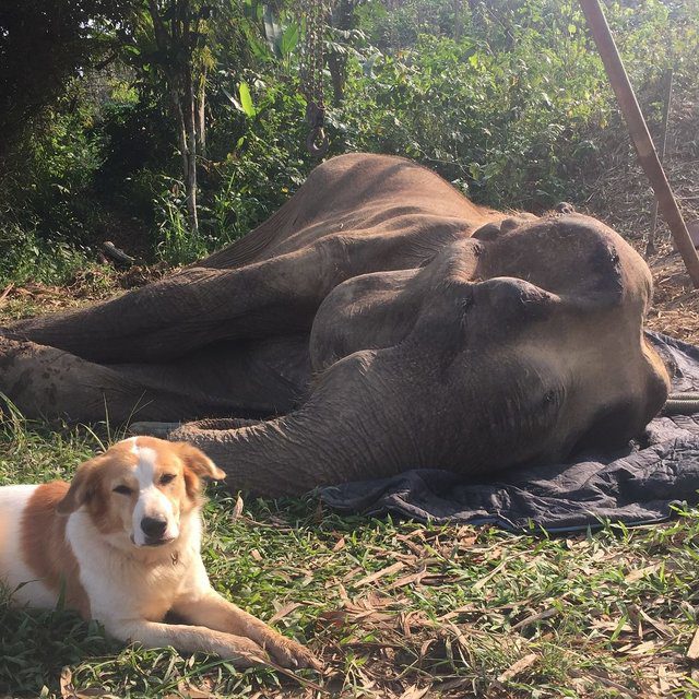 dog comforts dying elephant