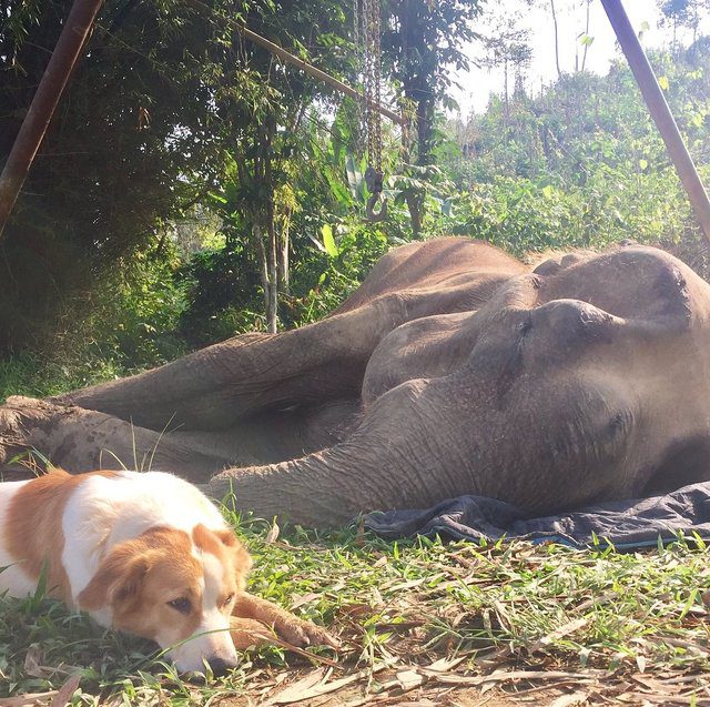 dog comforts dying elephant
