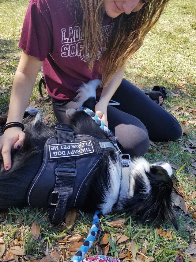 dog comforts students