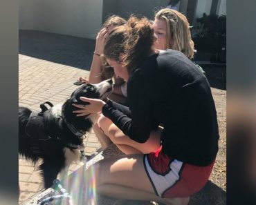 Therapy Dog Comfort Students After School Shooting