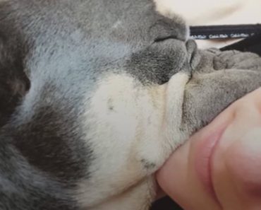 Vet Predicted A Short Life For This Little Dog When He Proved Everyone Wrong