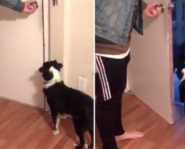 Neighbor Dog Goes Knocking On Door To See If His Friend Can Come Out To Play