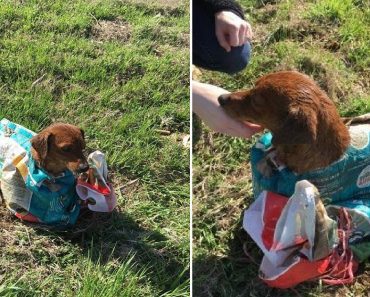 Couple Rescue Puppy They Found On Side Of The Road