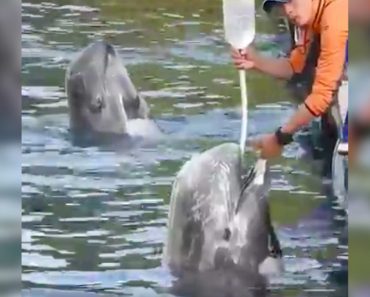 Video Discovers Inhumane Treatment Of Dolphins In Japan