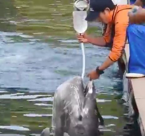 dolphin forced fed water